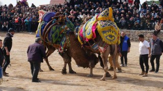 Havranda geleneksel deve güreşleri büyük ilgi gördü