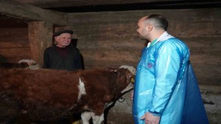 Hayvan yetiştiricileri için önemli araştırma: Havalandırılmayan ahır hem verimi düşürüyor hem de hastalıklara yol açıyor