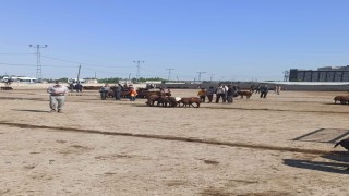 Iğdır hayvan pazarı geçici olarak kapatıldı