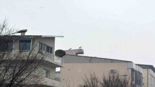 Iğdırda göç etmeyen leylekler kar altında kaldı