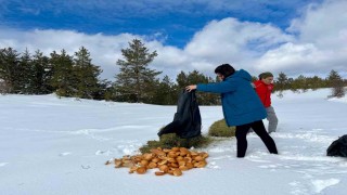 Ilgaz Dağında yayvanlar için yiyecek bırakıldı