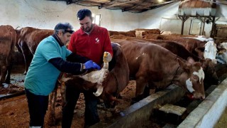 İliçte şap ve brucella hastalığına karşı aşılama çalışmaları sürdürülüyor