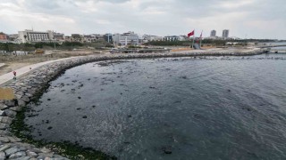 İskenderun Körfezinde denizde çekilme yaşandı