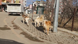 İspirde başıboş köpekler tehdit oluşturuyor