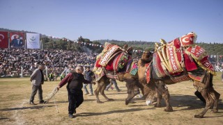 İzmirde 16. Torbalı Deve Güreşleri Festivali düzenlendi