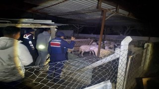 Jandarma ekipleri kayıp hayvanları bularak sahibine teslim etti