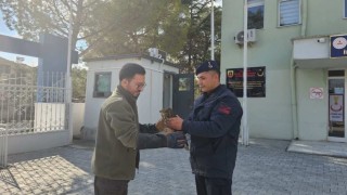 Jandarma tarafından bulunan yaralı şahin koruma altına alındı