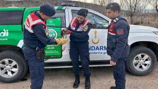 Jandarma, yaralı baykuşa elleriyle su verdi