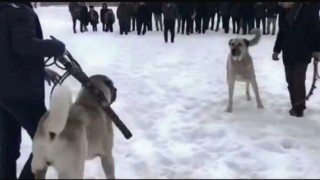 Jandarmadan köpek dövüşçülerine operasyon