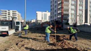 Kahta Belediyesi, ağaçlandırma çalışmalarına hızla devam ediyor
