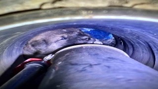 Kanal borusuna sıkışan köpeği itfaiye kurtardı