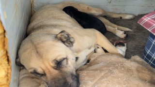 Kangal köpeğinin yavru köpek merhameti iç ısıttı