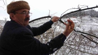 Kar yağışı fındık üreticilerini sevindirdi