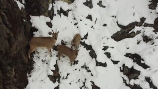 Kar yağışının etkili olduğu Erzincanda dağ keçileri ve domuz sürüsü drone ile görüntülendi