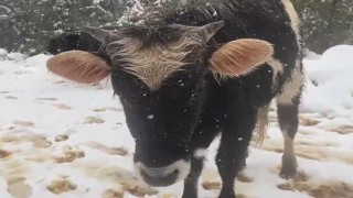 Kara rağmen büyükbaş hayvanlar otlanmaya çıktı