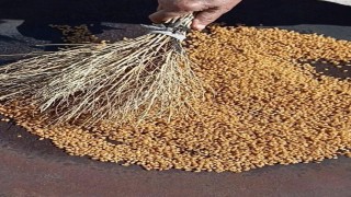 Karapınar Kavurgası, coğrafi işaretli ürün oldu