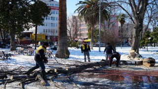 Kardan zarar gören ağaçlar kesilerek kaldırıldı