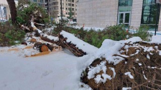Karın ağırlığını taşıyamayan ağaç kökünden devrildi
