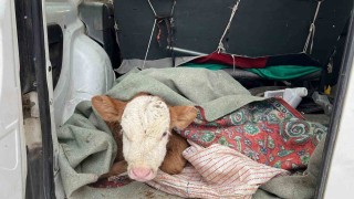 Karsta hasta buzağısını aracıyla veterinere getirdi