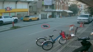 Kaybolan cins kediyi polisler bulup sahibine teslim etti