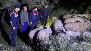 Kaybolan hayvanları jandarma buldu