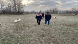 Kaz dövüşü yaptıran 7 şahsa suçüstü baskın: 72 bin lira ceza uygulandı