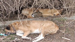 Kedi ile köpeğin kucak kucağa uyuduğu anlar kameraya yansıdı