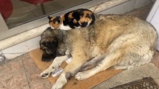 Kedi, soğuktan korunmak için köpeğe sığındı: O anlar yürekleri ısıttı
