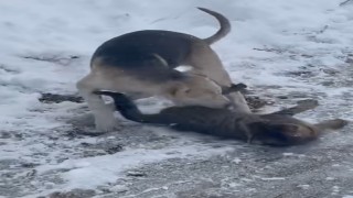 Kedi ve köpeğin oyunu cep telefonu kamerasına yansıdı