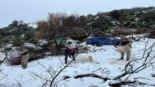Kilis Jandarma ekipleri yaban hayvanlarını unutmadı