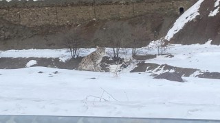 Kırmızı listedeki vaşak Elazığda görüldü