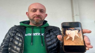 Köpeğini bulana 50 bin TL vereceğini duyuran adamın peşini dolandırıcılar bırakmıyor