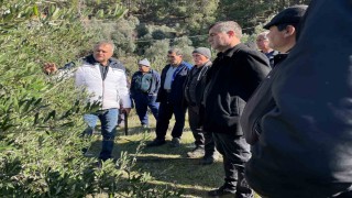 Köyceğizde zeytinde uygulamalı budama eğitimi verildi