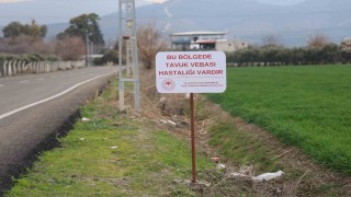 Kuş vebası görülen mahallede 338 kanatlı hayvan itilaf edildi