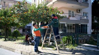 Kuşadasında turunç meyvesinin en tatlı yolculuğu başladı