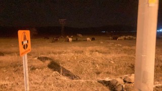 Kütahyada yılkı atları şehir merkezine indi