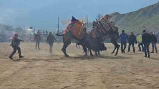 Kuyucak’ta Deve Güreşi Festivaline 15 Bin Kişi Katıldı