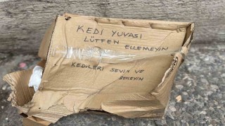 ‘Lütfen Ellemeyin notu da fayda etmedi: Kedi yuvası tahrip edildi