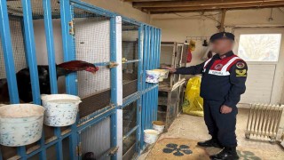 Malatyada horoz dövüştürenlere jandarma baskını