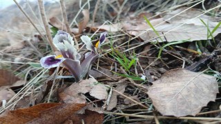 Malatyada kar yağışı devam ederken Pütürgede nevruz ve badem ağaçları çiçek açtı