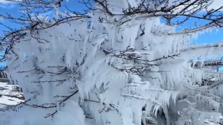 Malatyada kayısı ağaçları buz kesti