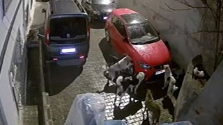Mamakta park halindeki araca saldıran köpekler kameralara yansıdı