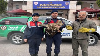 Manisa jandarma Kızıl Şahine sahip çıktı
