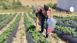 Manisada üreticilere yasaklı madde uyarısı