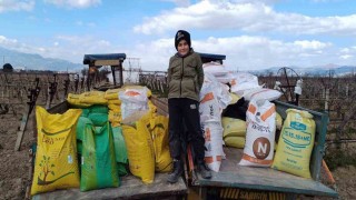 Manisada üzüm bağlarına kışlık gübre veriliyor