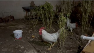 Mardinde yılbaşında kesilen tavuk, horozu dile getirdi