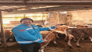 Menteşede büyükbaş hayvanlar için şap aşılama çalışmaları devam ediyor