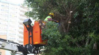 Mersin Erdemlide budanan dallar odun oluyor vatandaşların evleri ısınıyor