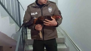 Mersinde horoz dövüşü üzerinden bahis oynatanlara operasyon