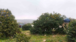 Mersinde kar altında limon hasadı